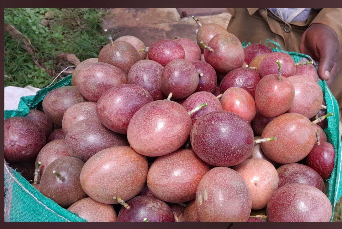 Outbound Exports farm and produce in Kenya