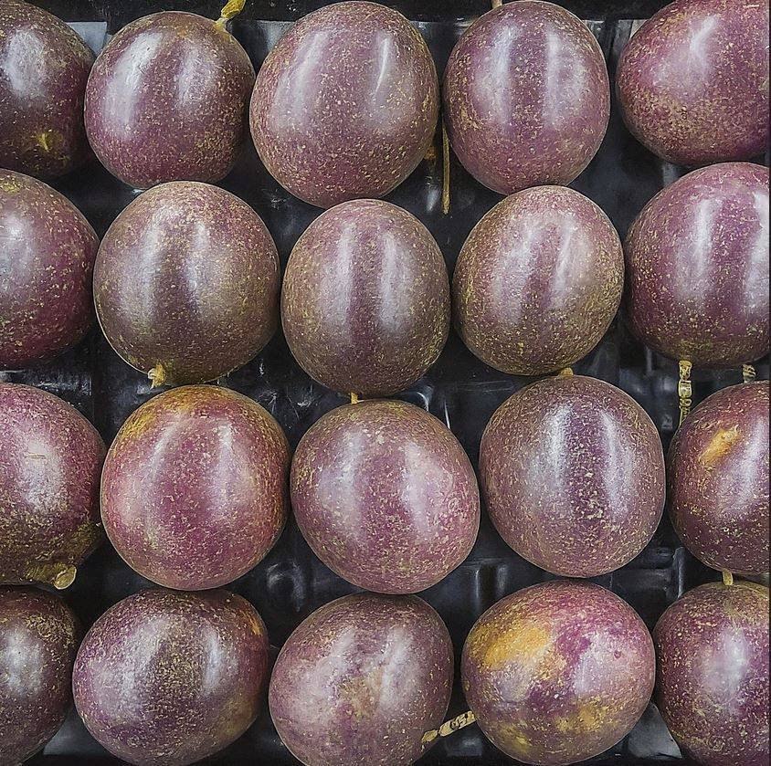 Outbound Exports farm and produce in Kenya