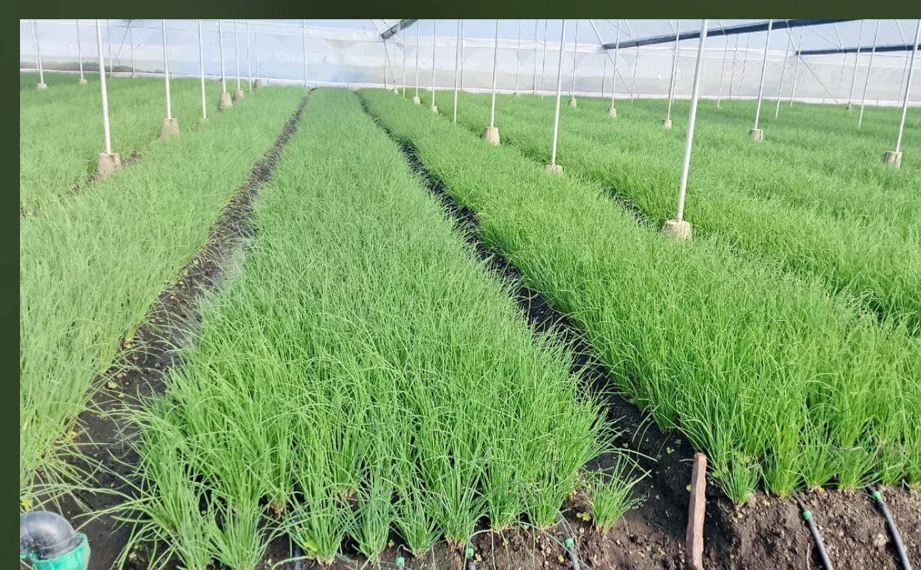 Outbound Exports farm and produce in Kenya