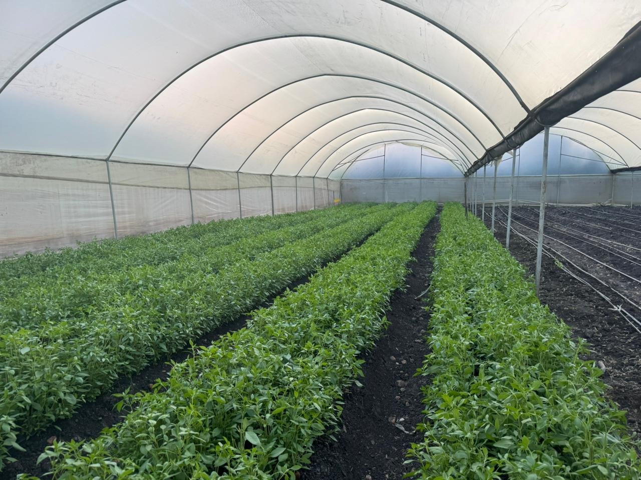 Outbound Exports farm and produce in Kenya