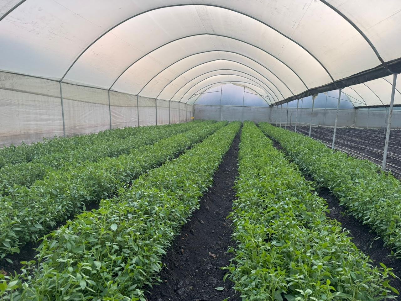Outbound Exports farm and produce in Kenya