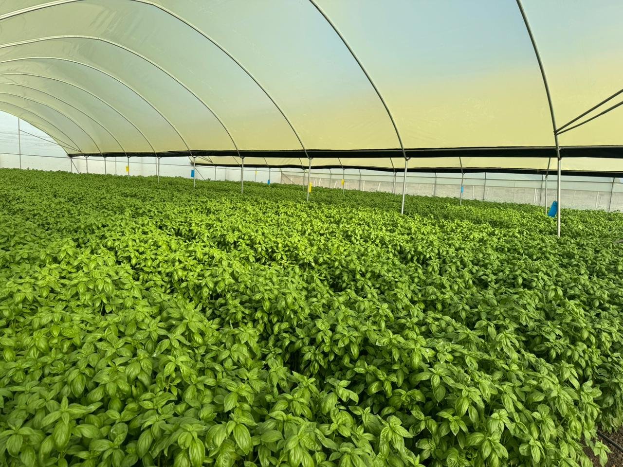 Outbound Exports farm and produce in Kenya