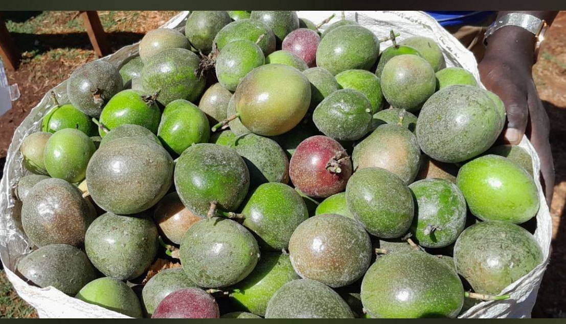 Outbound Exports farm and produce in Kenya