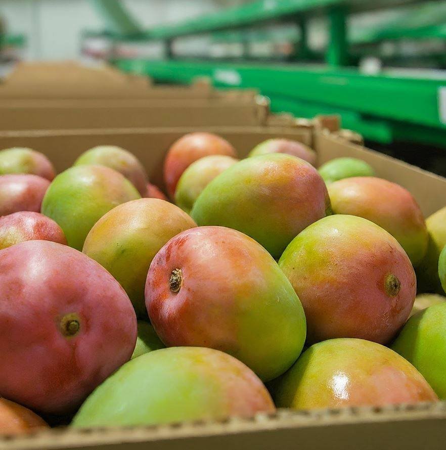 Outbound Exports farm and produce in Kenya