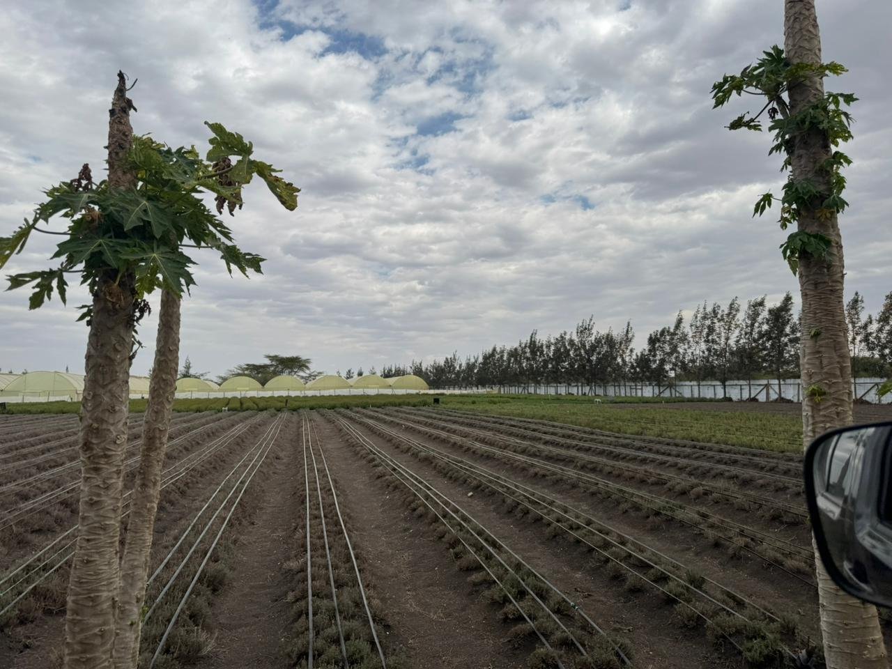 Outbound Exports farm and produce in Kenya