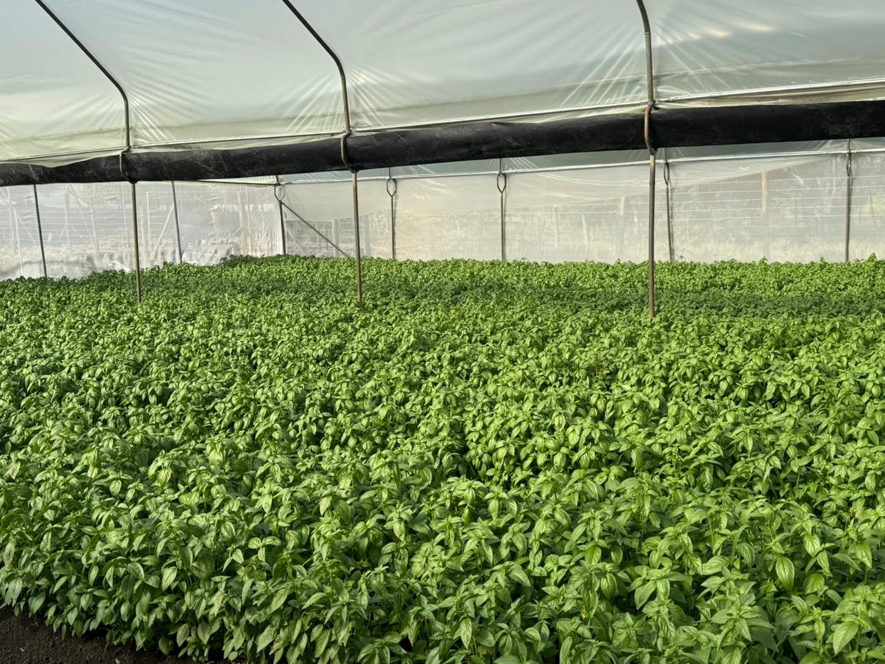 Outbound Exports farm and produce in Kenya