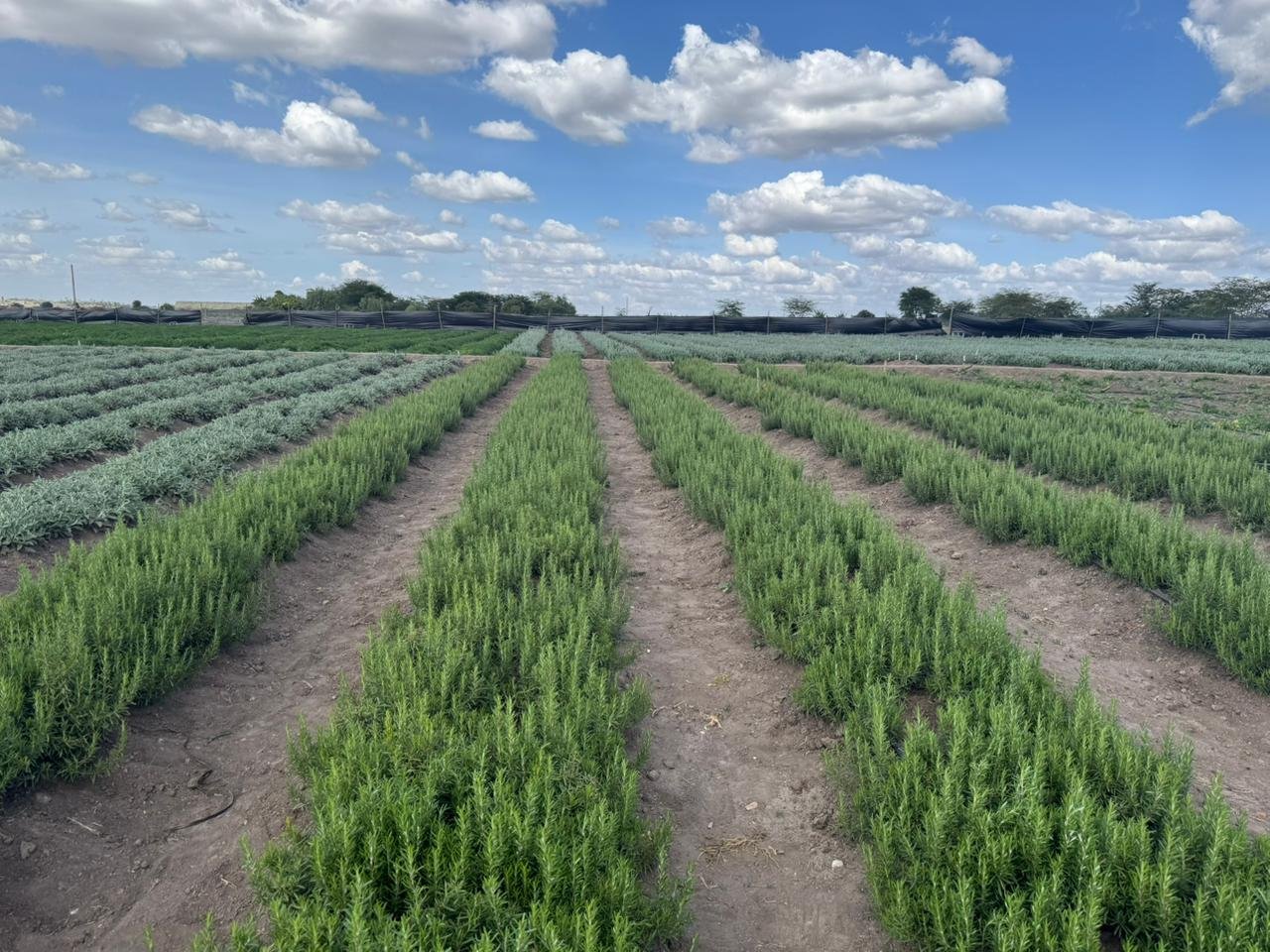 Outbound Exports farm and produce in Kenya