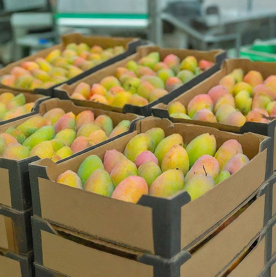 Outbound Exports farm and produce in Kenya