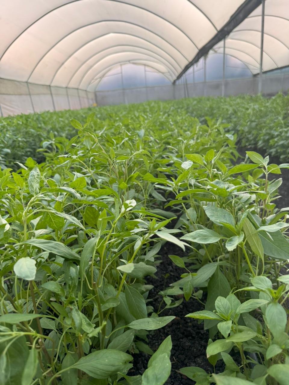 Outbound Exports farm and produce in Kenya