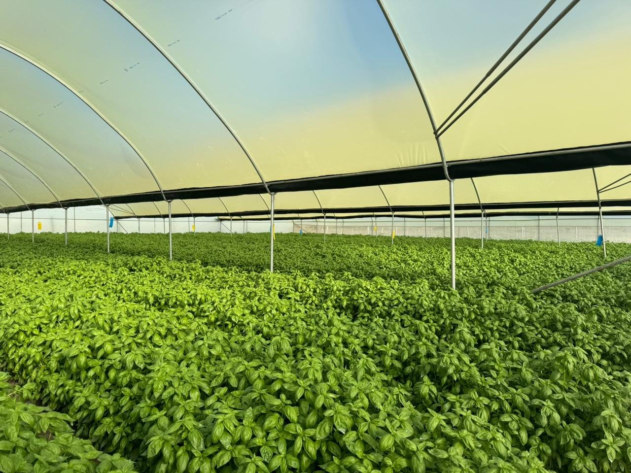 Fresh produce grown on our farms in Kenya