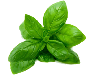 Basil