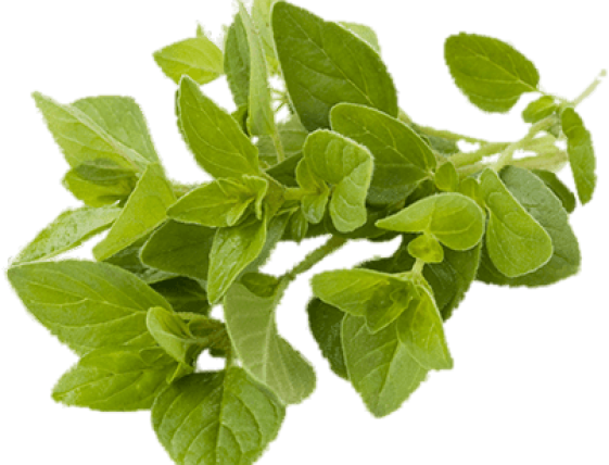 Oregano